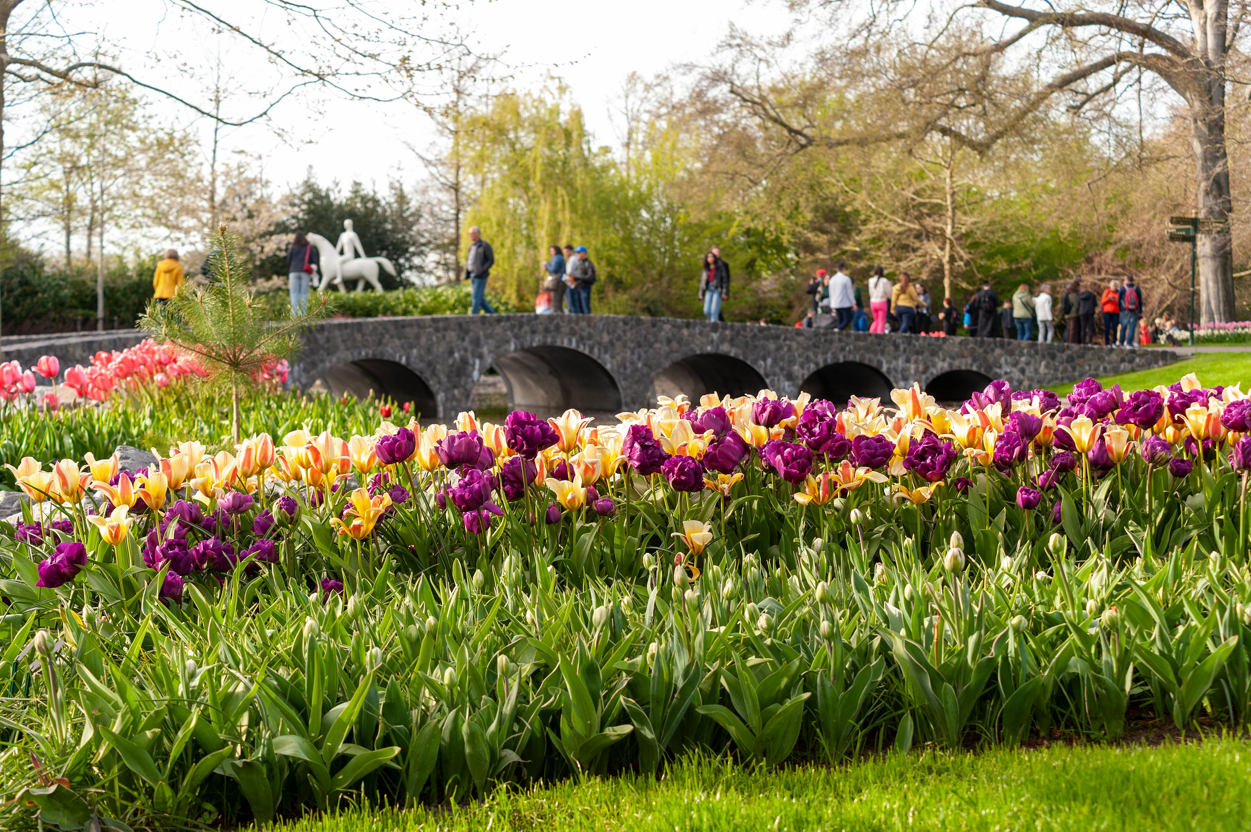 Tulips